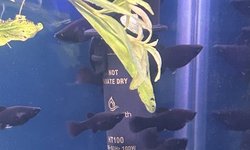 Photo 2 of Black Lyretail Molly (11)