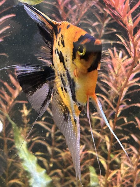 High Red koi angels (2)
