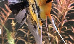 High Red koi angels (2)