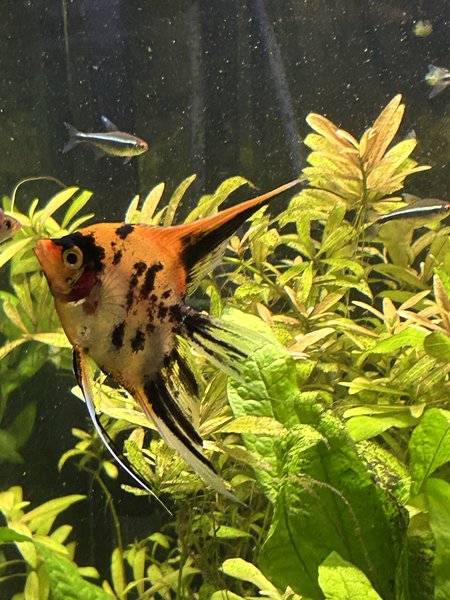 High Red koi angels (2)