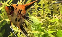 Photo 2 of High Red koi angels (2)