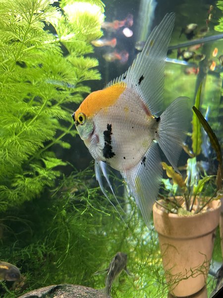 Koi Angelfish   XL