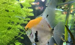Koi Angelfish   XL