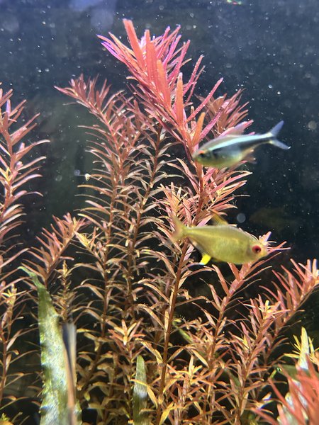 Rotala orange juice