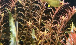 Rotala orange juice