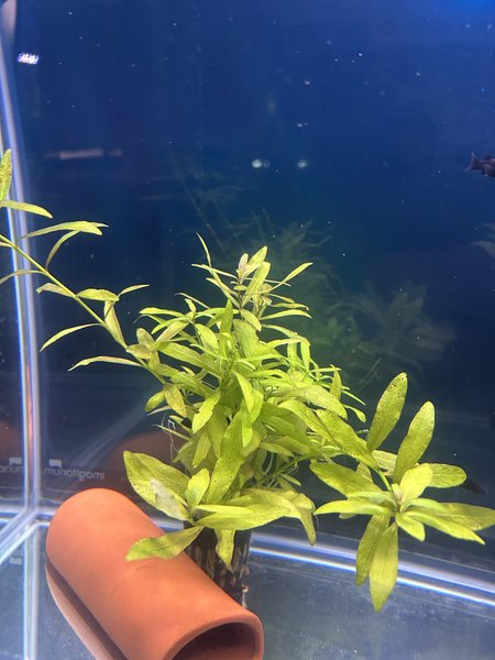 Hygrophila polysperma