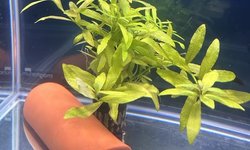 Hygrophila polysperma