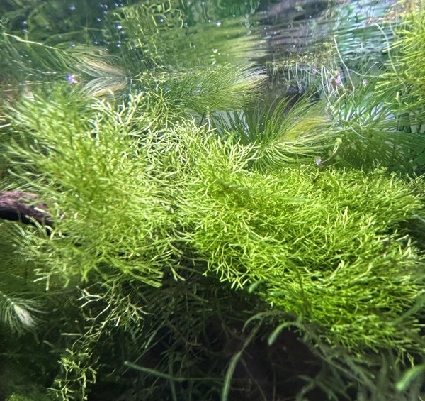 Crystalwort Riccia fluitans