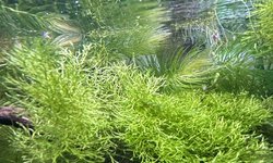 Crystalwort Riccia fluitans