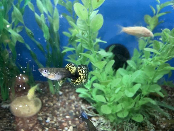 25 + Guppy Assortment