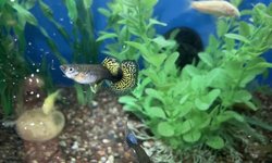 Photo 2 of 25 + Guppy Assortment