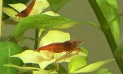 25+ Red Cherry Shrimp