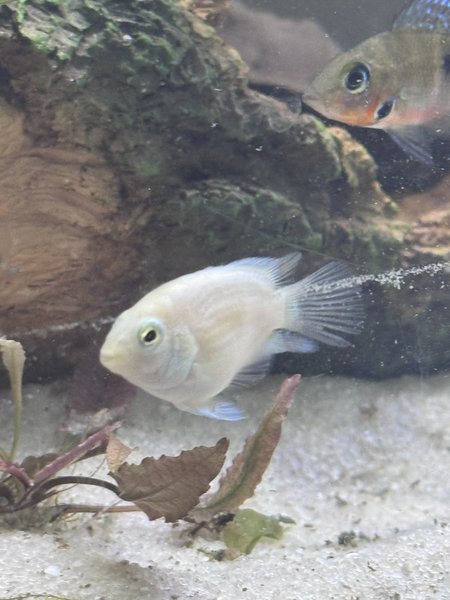 Juvenile platinum polar parrot