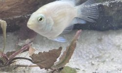 Juvenile platinum polar parrot