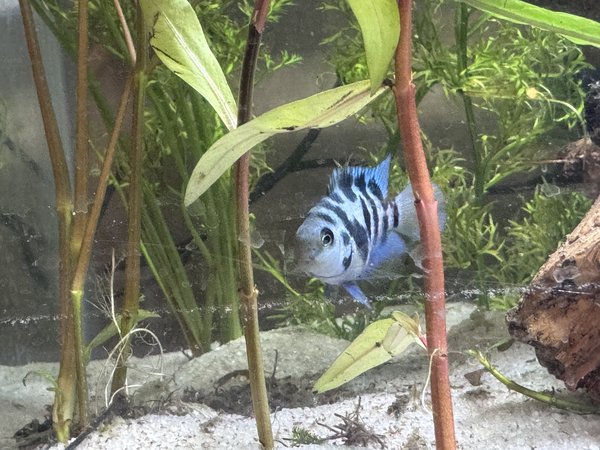 Juvenile blue polar parrot