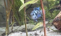 Juvenile blue polar parrot