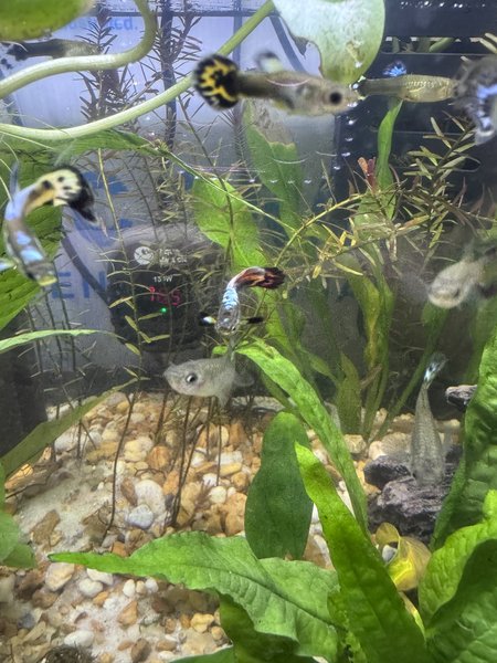Fancy Guppy