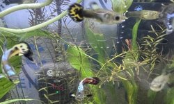 Fancy Guppy