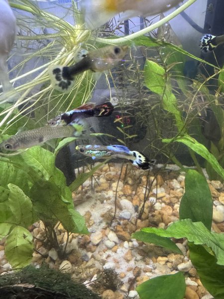 Fancy Guppy