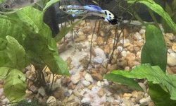 Fancy Guppy