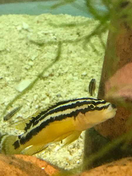 Julidochromis ornatus