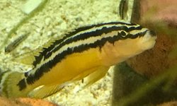 Julidochromis ornatus