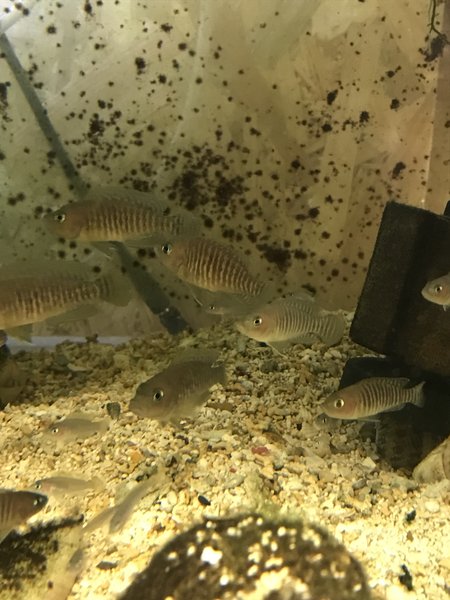 Neolamprologus multifasciatus
