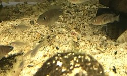 Neolamprologus multifasciatus