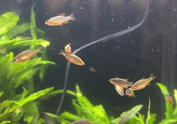 Celestal Pearl Danios