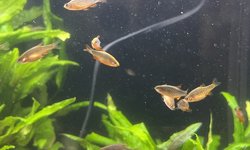 Celestal Pearl Danios