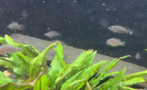 Neolamprologus similis