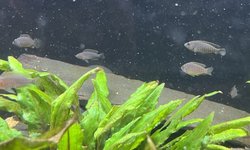 Neolamprologus similis