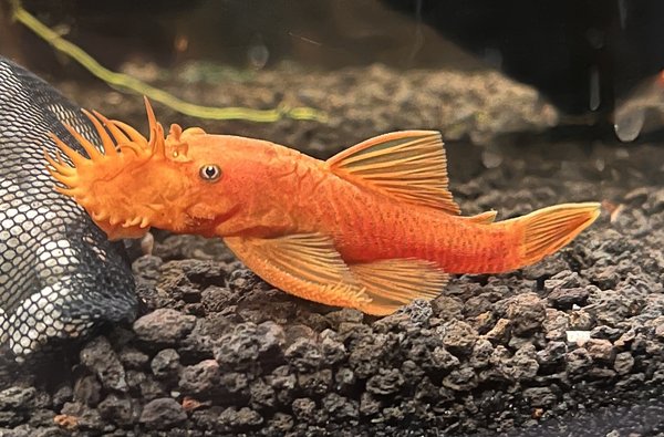 Super Red Bristlenose Plecos