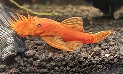 Super Red Bristlenose Plecos