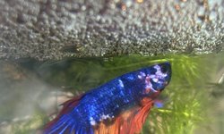Photo 2 of Male koi betta (young)