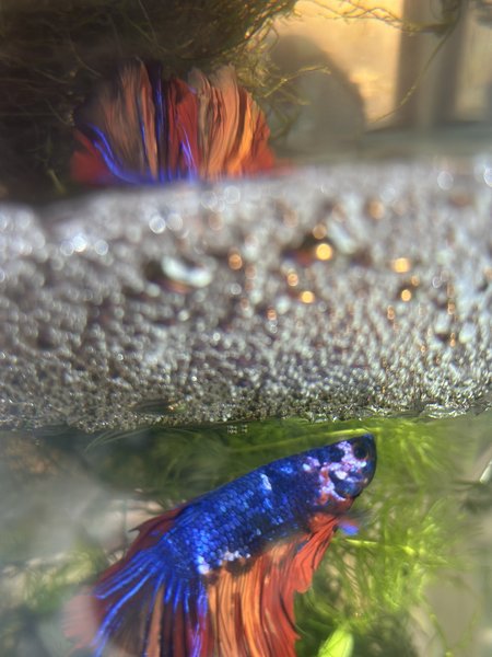 Father of the fish for sale