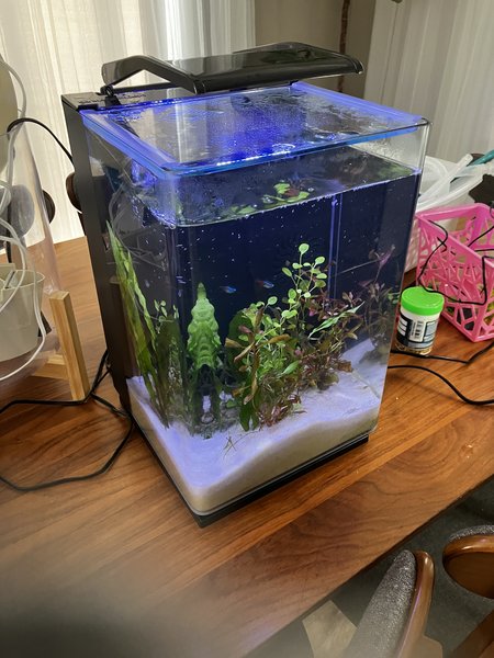Planted 5-Gallon Glass Cube