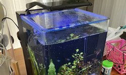 Planted 5-Gallon Glass Cube