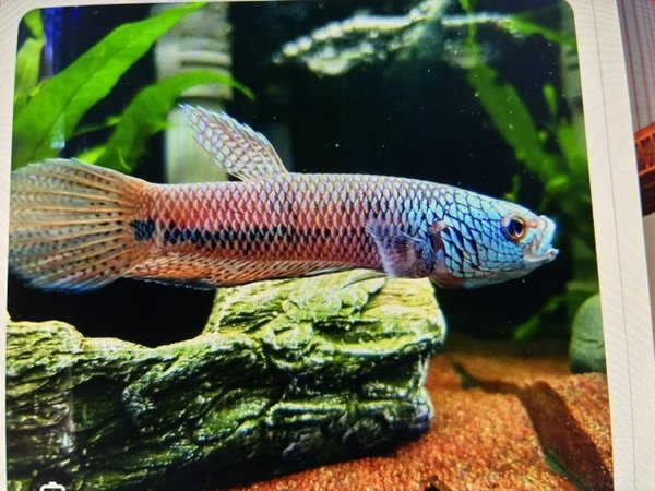 Betta  Antuta fry