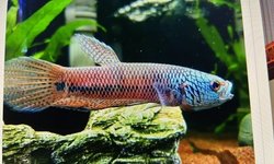 Betta  Antuta fry