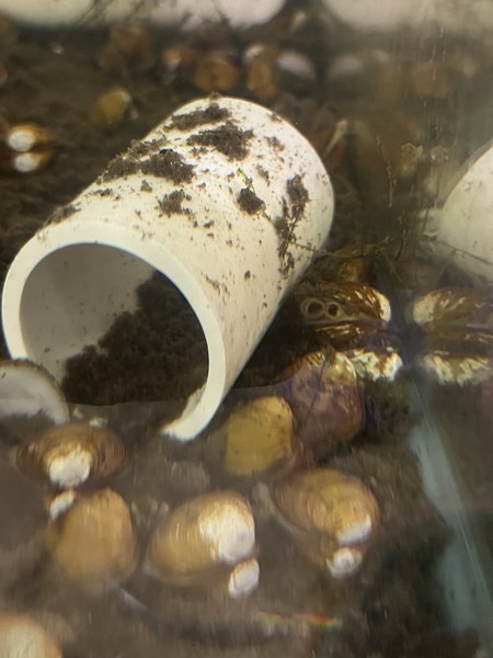 13 LIVE FRESHWATER GOLDEN CLAMS
