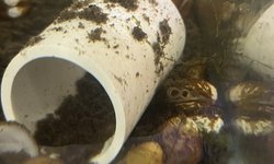 Photo 4 of 13 LIVE FRESHWATER GOLDEN CLAMS