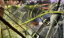 Photo 3 of (Ancistrus dolichopterus) L183 starlight