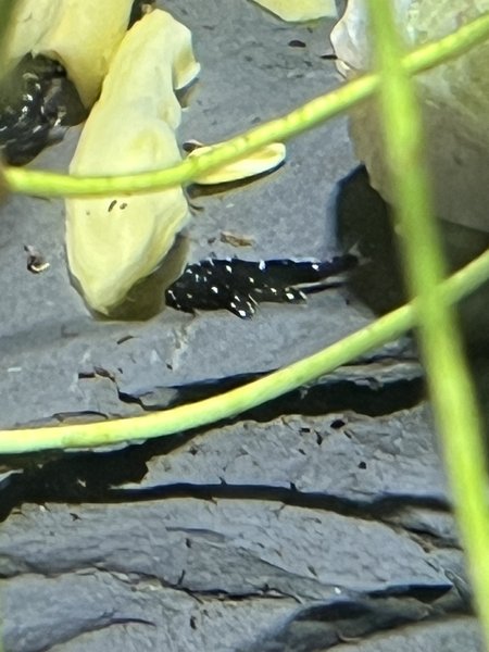 (Ancistrus dolichopterus) L183 starlight