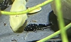 Photo 2 of (Ancistrus dolichopterus) L183 starlight