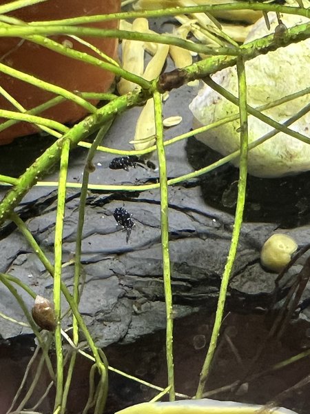 (Ancistrus dolichopterus) L183 starlight