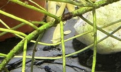 (Ancistrus dolichopterus) L183 starlight