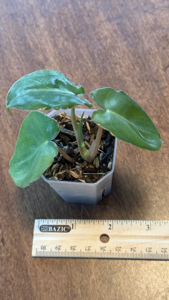 Philodendron Billietiae