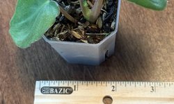 Philodendron Billietiae