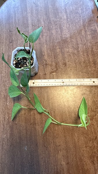 Epipremnum Aureum Carnival